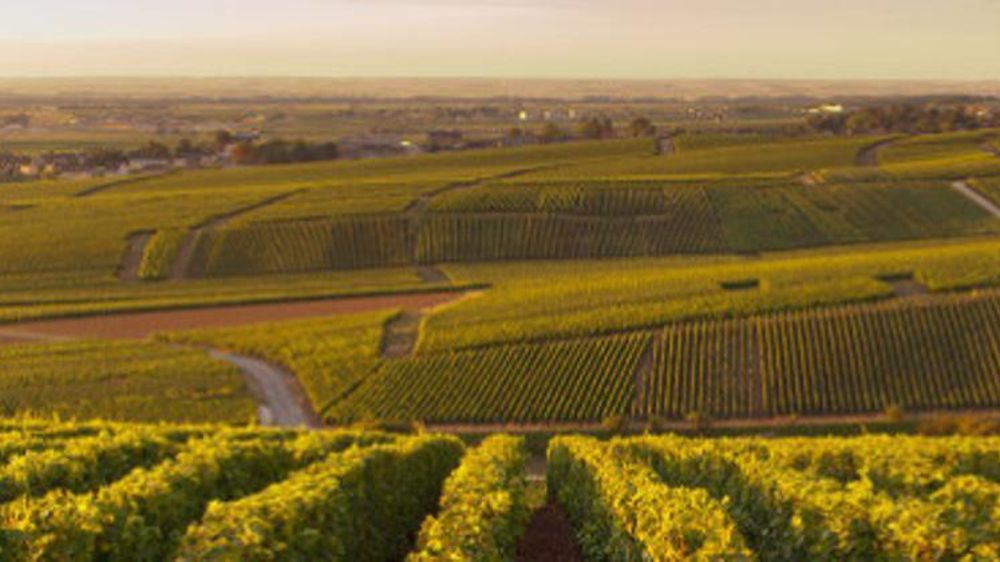 Avec dix jours d’avance sur le rythme phénologique habituel, la fermeture de la grappe s’est réalisée au début de juillet. « Le début des vendanges est prévu pour les derniers jours du mois d’août, ce qui en ferait l’une des cinq plus précoces de l’histoire de la Champagne », souligne le CIVC. © CIVC
